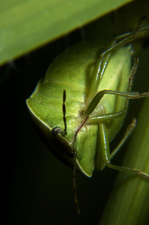 insect