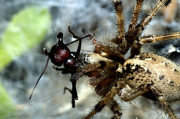 insect