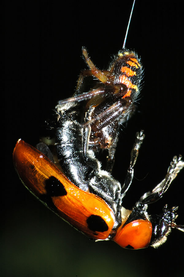 insect