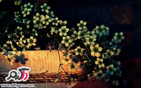 عکس‌های جذاب از زیبایی‌های طبیعت