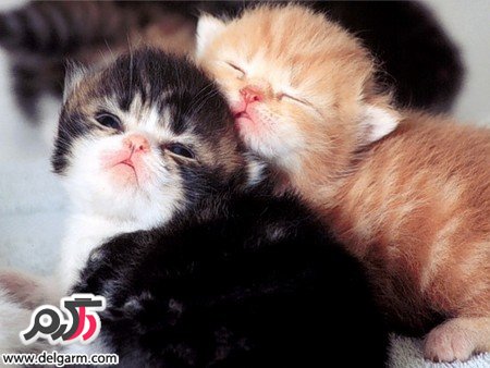 عکس‌های زیبا از حیوانات روی زمین