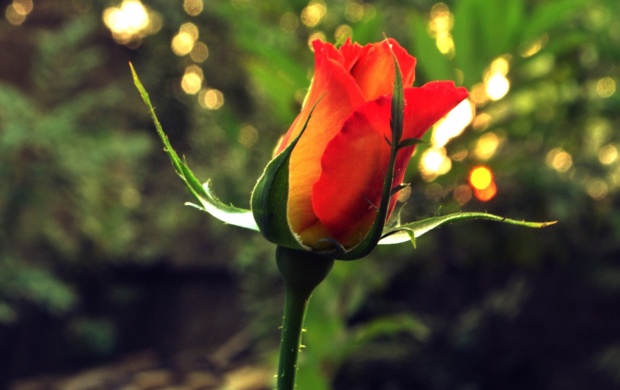 گالری زیبای گل‌ها - سری سیزدهم