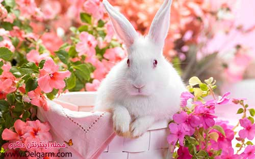 عکس خرگوش های بامزه و دوست داشتنی