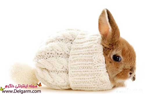 عکس خرگوش های بامزه و دوست داشتنی