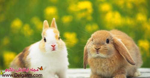 عکس خرگوش های بامزه و دوست داشتنی