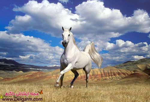 تصویر اسب زیبا و کمیاب