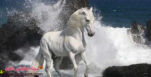 تصویر اسب زیبا و کمیاب
