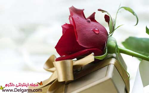 عکس‌های زیبا و خاص گل‌ها