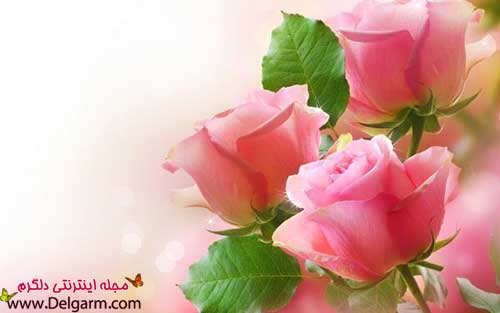 عکس‌های زیبا و خاص گل‌ها
