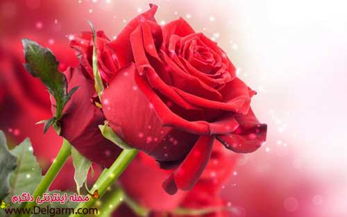 عکس‌های زیبا و خاص گل‌ها