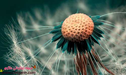 عکس‌های زیبا و خاص گل‌ها