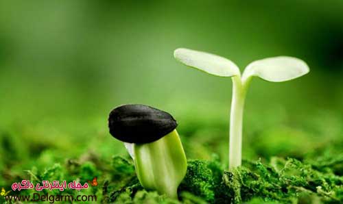 عکس برگ درختان سبز و گیاهان