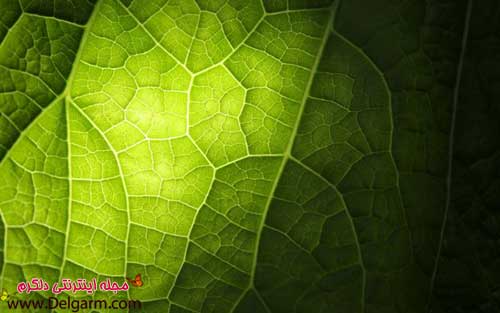 عکس برگ درختان سبز و گیاهان (2 نکته مهم)