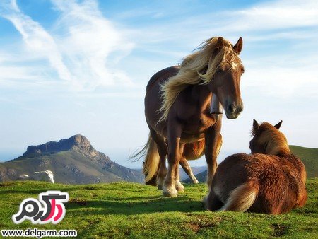 تصاویر زیبا از حیوانات زیبا و بامزه 