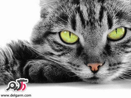 تصاویر زیبا از حیوانات زیبا و بامزه 