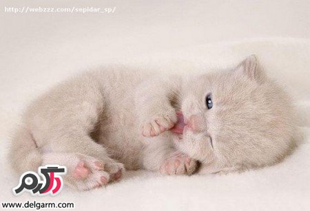 تصاویر زیبا از حیوانات زیبا و بامزه 