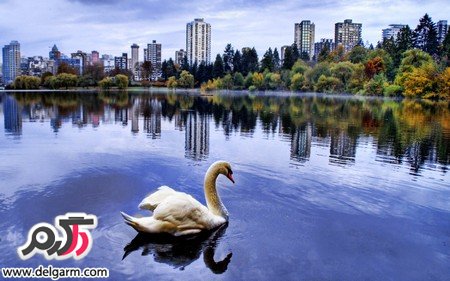 عکس هایی از حیوانات بامزه