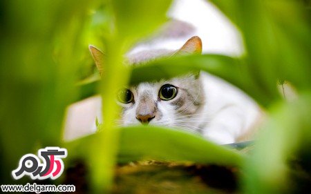 عکس هایی از حیوانات بامزه