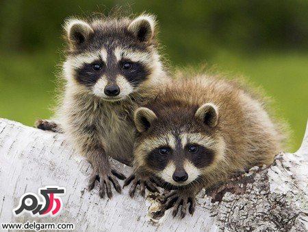 عکس هایی از حیوانات بامزه