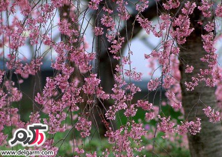 عکس‌هایی زیبا از فصل بهار با گل‌های صورتی