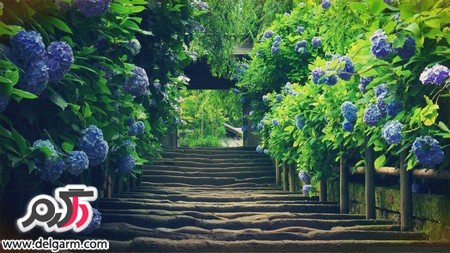 عکس‌هایی زیبا از فصل بهار با گل‌های صورتی