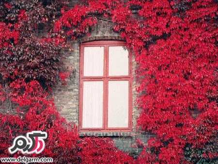 عکس‌هایی زیبا از فصل بهار با گل‌های صورتی