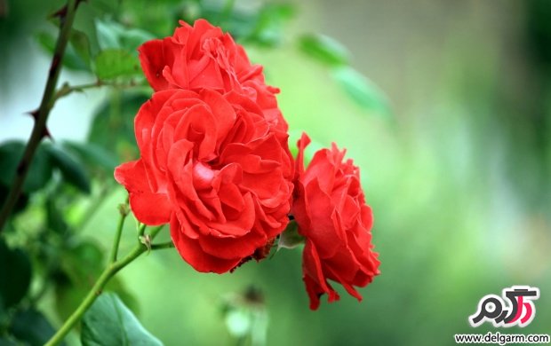 سری 18: تصاویری زیبا از گل‌ها