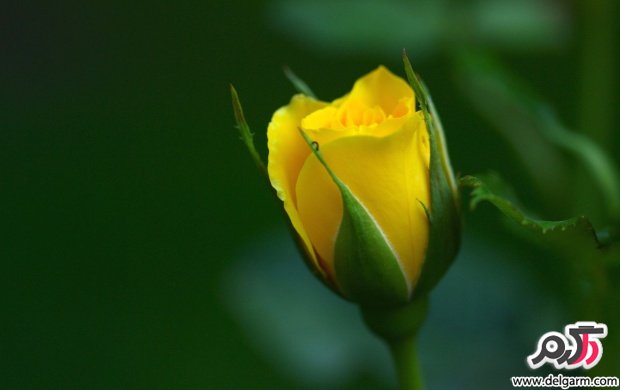 سری 18: تصاویری زیبا از گل‌ها