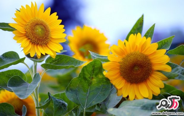 تصاویری زیبا از گل های زیبا سری 18 (2 نکته مهم)