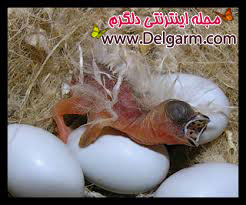 فنچ
