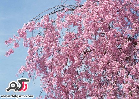 عکس شکوفه های بهاری خوشبو (2 نکته مهم)