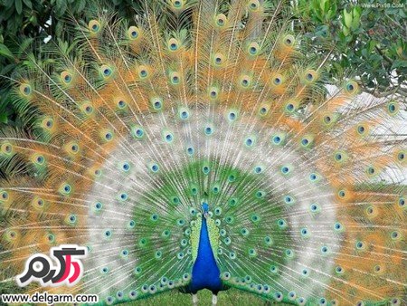 عکس حیوانات خانگی خوشگل