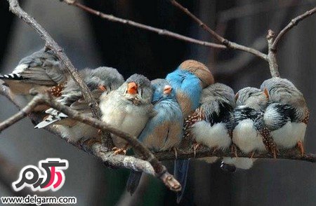 عکس حیوانات خانگی خوشگل