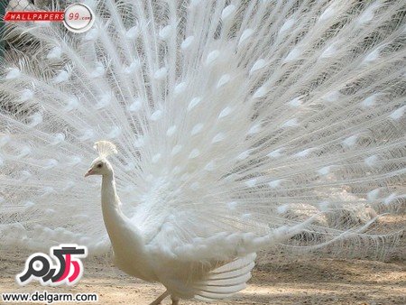 عکس حیوانات خانگی خوشگل