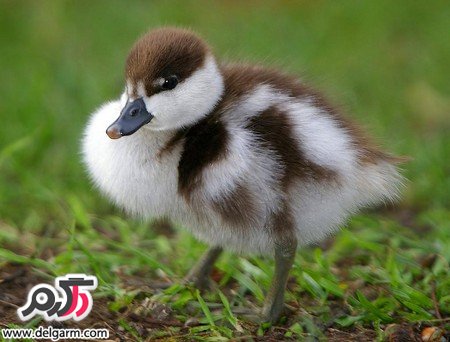عکس حیوانات خانگی خوشگل