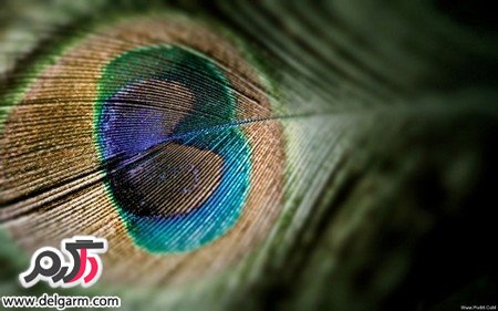 عکس حیوانات خانگی خوشگل