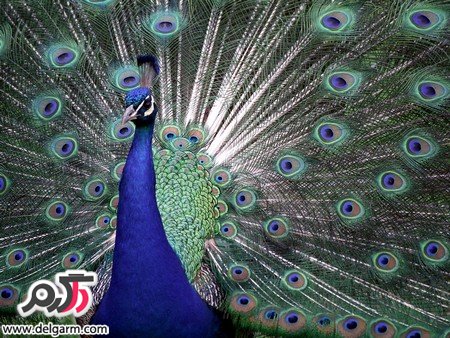عکس حیوانات خانگی خوشگل