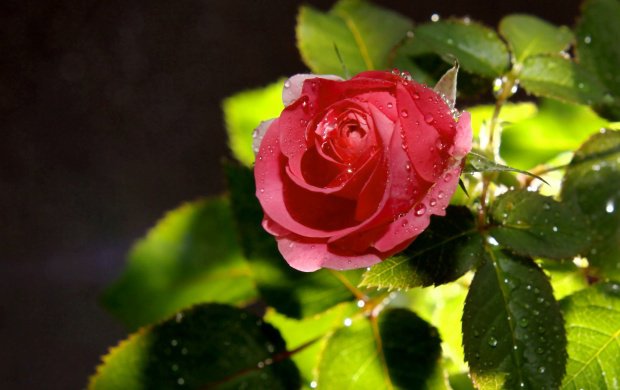 سری ۲۳ از تصاویری زیبا از گل‌های دوست داشتنی