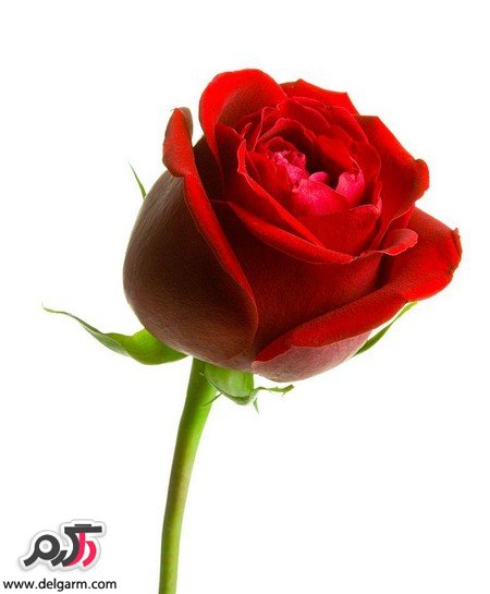 عکس گل رز قرمز عاشقانه زیبا و جذاب
