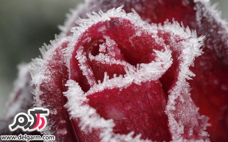 عکس گل رز قرمز عاشقانه زیبا و جذاب (2 نکته مهم)