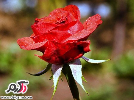 عکس گل رز قرمز عاشقانه زیبا و جذاب