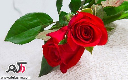عکس گل رز قرمز عاشقانه زیبا و جذاب