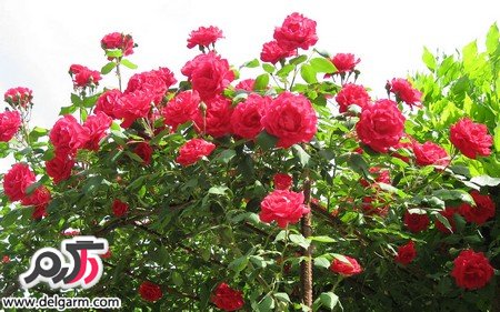 عکس گل رز قرمز عاشقانه زیبا و جذاب