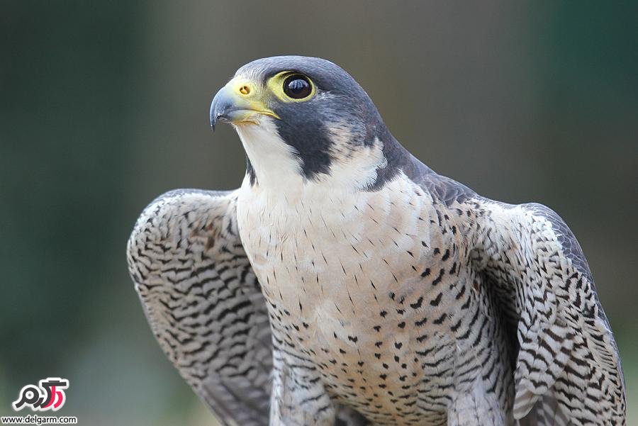 شاهین (بحری )Falco peregrinus شکارچی کبوتر (2 نکته مهم)
