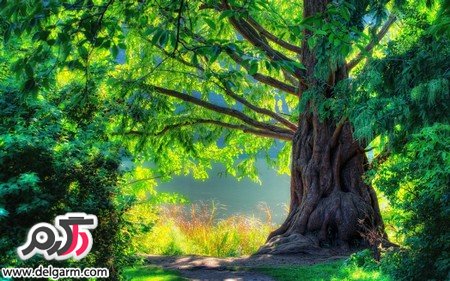 تصاویر زیبای طبیعت در سطح جهانی