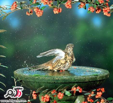 تصاویر دیدنی از پرندگان کوچک و شگفت انگیز (2 نکته مهم)