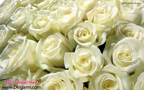 گل رز سفید بسیار ناز و زیبا (2 نکته مهم)