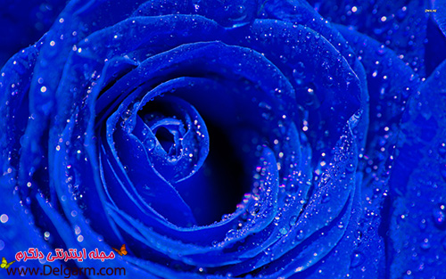 گل رز آبی و بسیار کمیاب (2 نکته مهم)
