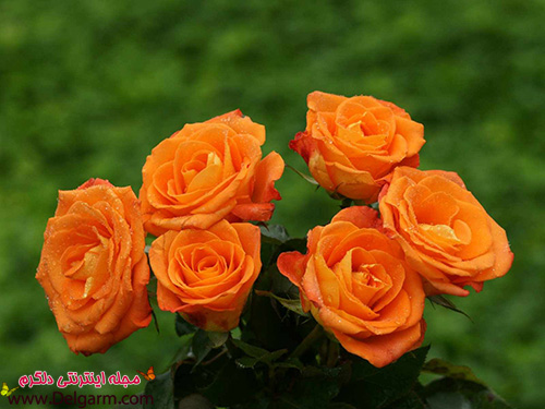 عکس زیبای گل رز نارنجی