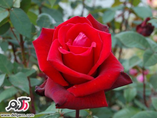 عکس جدید گل رز قرمز